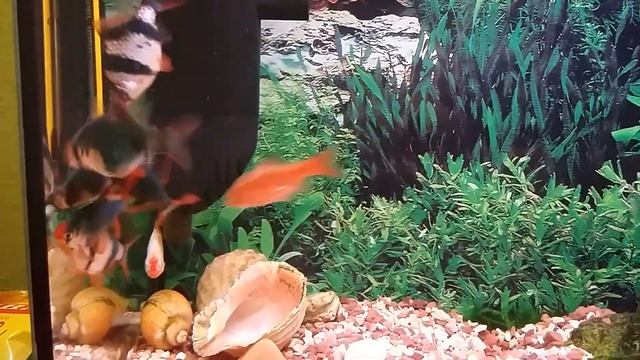 Барбусы играют в футбол... смотреть онлайн