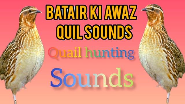 бедана Bedana Sayrashi Quail Sounds  Batair Ki Awaz بٹیروں کی آواز