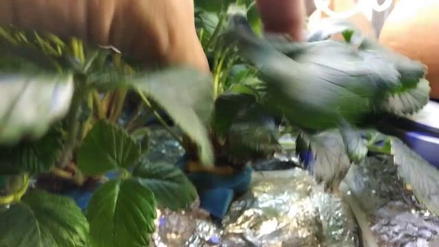 ВЫРАЩИВАНИЕ КЛУБНИКИ ЗИМОЙ В ДОМЕ. Часть 10.  GROWING STRAWBERRIES IN THE WINTER P-10