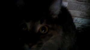 Кошка мрр