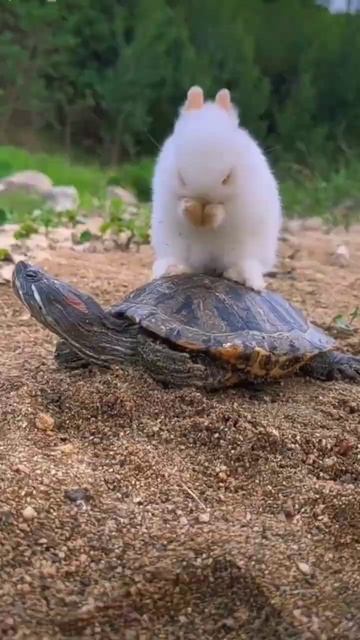 A Cute Rabbit Sits on the Turtle back #rabbit #turtle смотреть онлайн