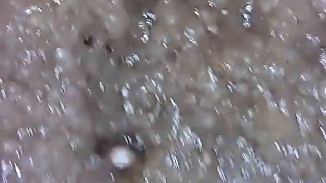 Experience in growing conical morel in greenhouses the appearance of the first small mushrooms №1 смотреть онлайн