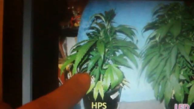 LED COMPANY STARVING AN HPS PLANT TO MAKE THE LED PLANT LOOK BETTER смотреть онлайн