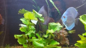 Применение хлорамина в общем аквариуме с живыми расстениями#дискусы#хлорамин#холамид#буднидискуса