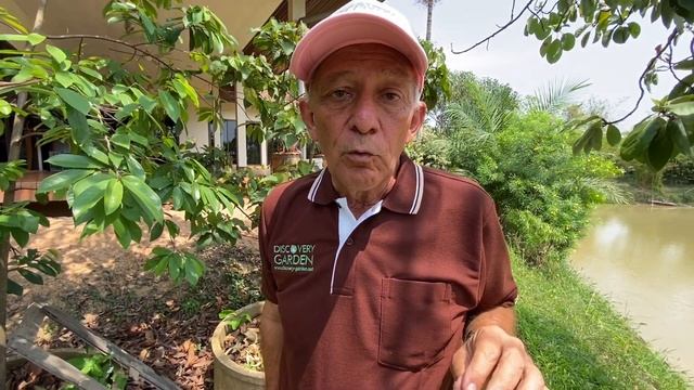 Avocado growing in a Thai garden of wonders, Ep.13 смотреть онлайн