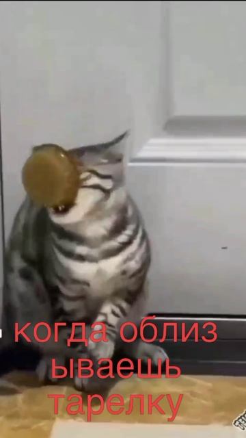 смешной котик смотреть онлайн