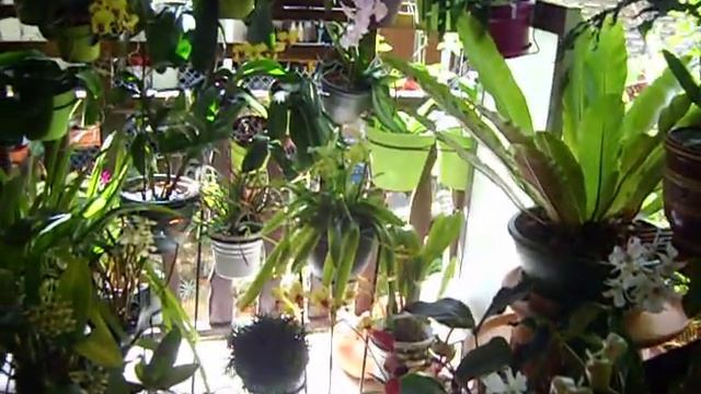 Le jardin de viviane martinique et son claustra vegetalisé смотреть онлайн