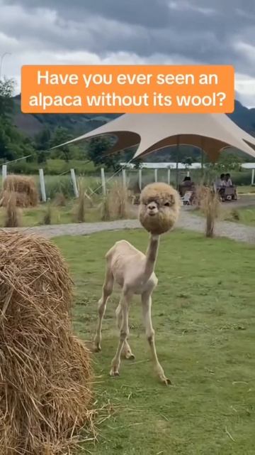 Have you ever seen an Alpaca Without Hair? смотреть онлайн