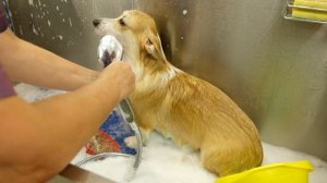 Щенок Вельш корги пемброк - уход, содержание, экспресс линька. Руководство пользователя.