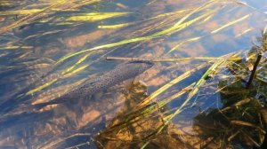 ЛОВЛЯ ХАРИУСА и ФОРЕЛИ в болотных миниречках Ленинградской области. Сентябрь 2024