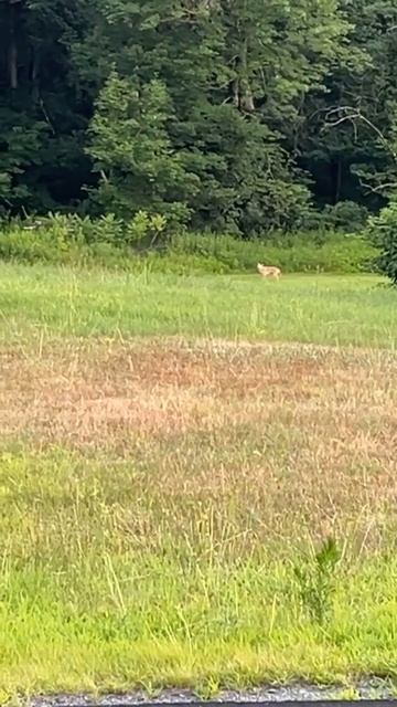 Young coyote wants to play! #nature #wildlife #predator #outdoors #puppy #newhampshire #dog #shorts смотреть онлайн