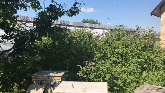 Выход первого роя 21 июня 2021 г. смотреть онлайн