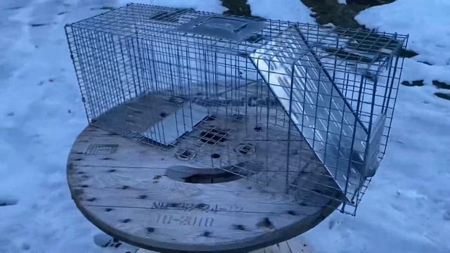 How to Catch a STRAY BUNNY смотреть онлайн