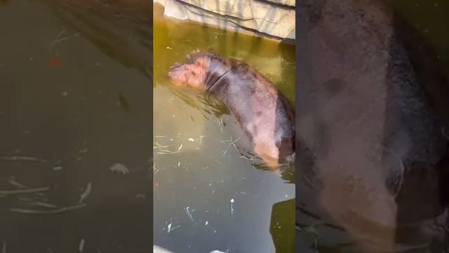 Mihail Tiger #C7 #shorts #animals #tiger #girl смотреть онлайн