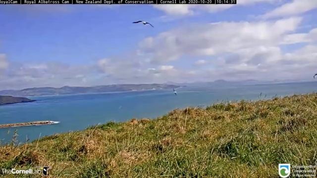 Royalcam Albatross - Albatrosses at Top Flat Track, Taiaroa Head. 18-20 Oct 2020 смотреть онлайн