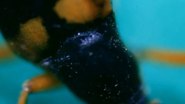 One more beetle under the MICROSCOPE // invisible world смотреть онлайн