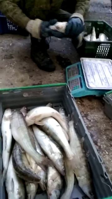 Судак АЗОВСКИЙ смотреть онлайн