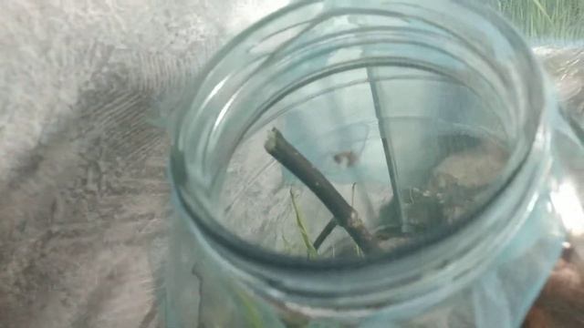 Домашняя ферма лука 1-день и мой уголок смотреть онлайн