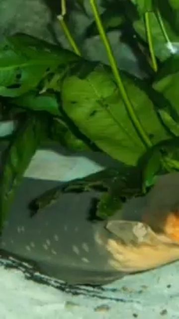 ye fish 650 volt ki bijali paida kar sakati hai ||#FactHome ||#short ||#shortvideo || смотреть онлайн