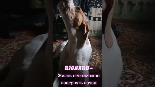 Richard - Жизнь невозможно повернуть назад смотреть онлайн