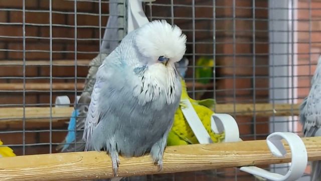 next level birdroom BUDGIE BREEDER from Russia Alexander Khachikov Budgie Planet 2021 смотреть онлайн