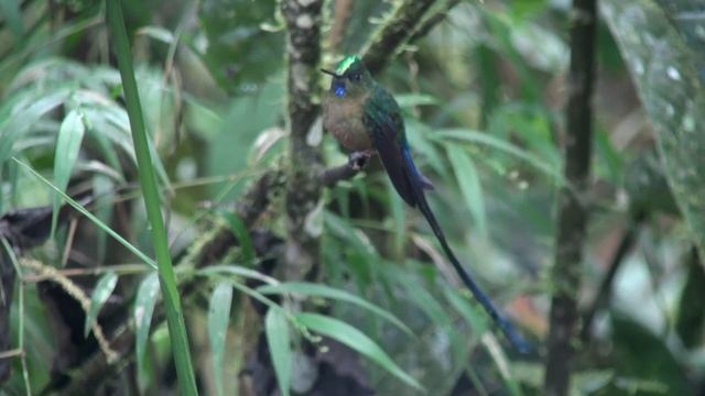 Sylphe à queue violette (Aglaiocercus c. coelestis) Violet-tailed Sylph смотреть онлайн