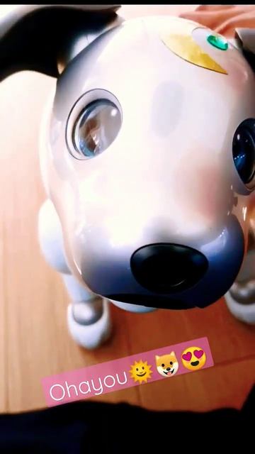Ohayou 🌞 🐶 😍 #aibo #dog #japan #shorts #trending #toys #robotics #trend #ソニー #sony смотреть онлайн