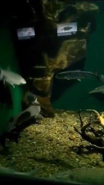 Рыба Байкала. смотреть онлайн