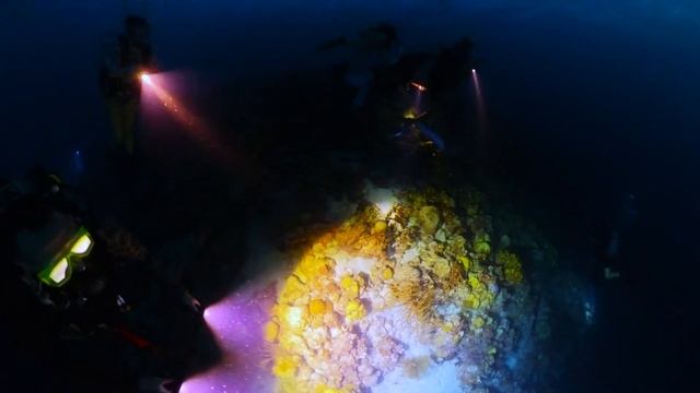 Night Diving with 13,000 Lumens (Insta360 X3 | TrustFire DF50 Lights) смотреть онлайн
