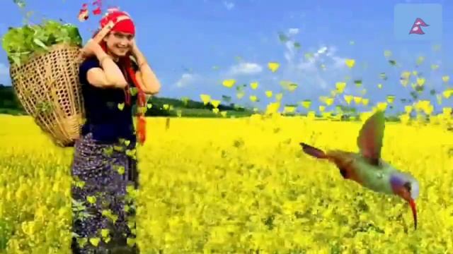 न्याउली चरी смотреть онлайн