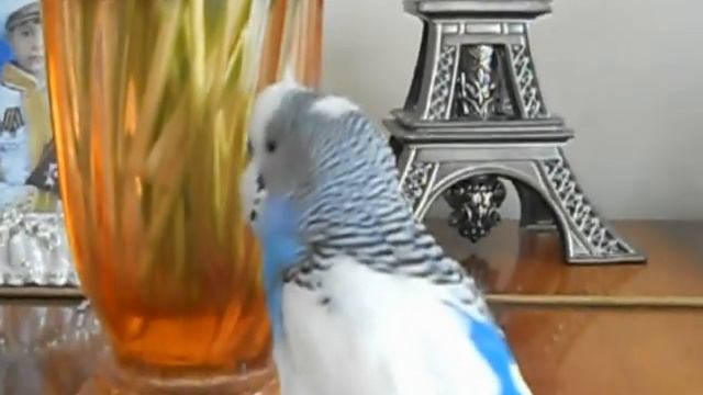 Говорящий попугай! Армения смотреть онлайн