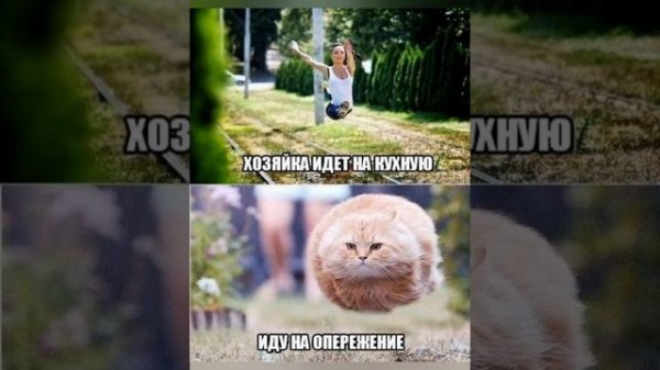 мемные картинки