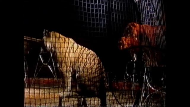 CIRCO MEDRANO- Rudi Alessandrini / TIGERS - Belgrade 1990./Ex-Yugoslavia tour смотреть онлайн