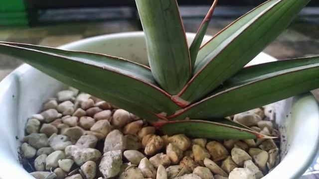 Sansevieria 'Johannesburg'