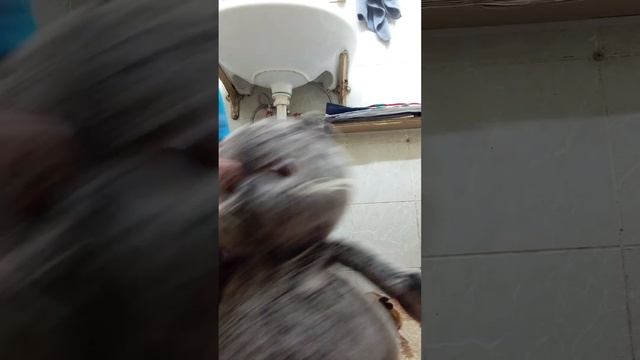 гимн Бабл квас клип на лайки