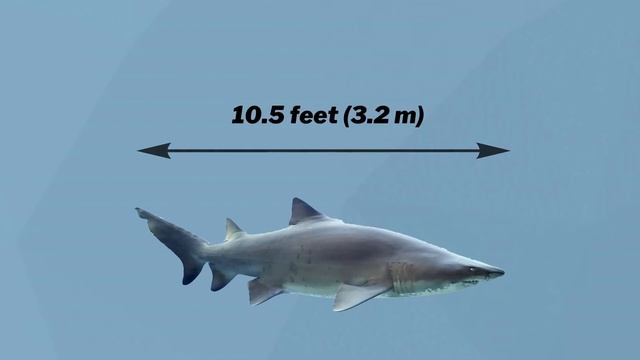 10 Most Powerful Sharks on Earth смотреть онлайн