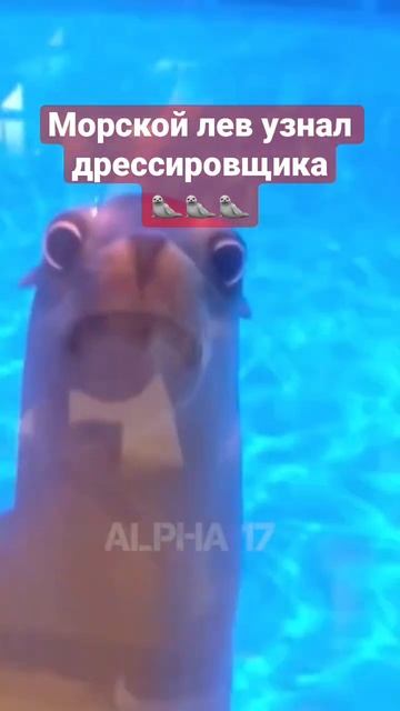 Морской лев узнал своего старого дрессировщика #Shorts смотреть онлайн