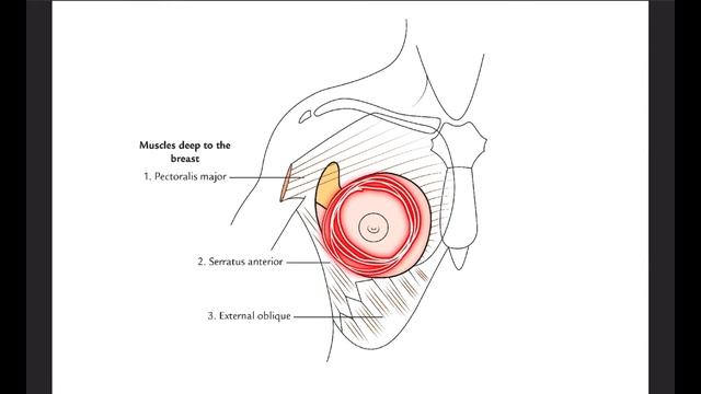 Mammary Glands - Overview смотреть онлайн