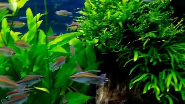 Растителен аквариум 1000 литра 25.03.16 смотреть онлайн