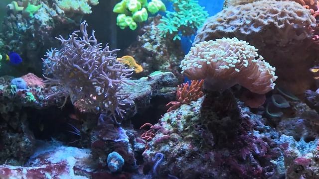 Морской аквариум 250 литров смотреть онлайн