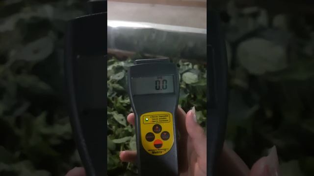 sitinging nettle tea/dust processing in factory смотреть онлайн