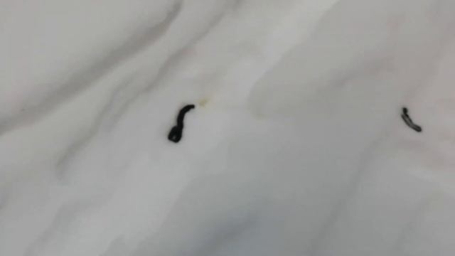 Первая самостоятельная охота. The first independent Hunt. смотреть онлайн