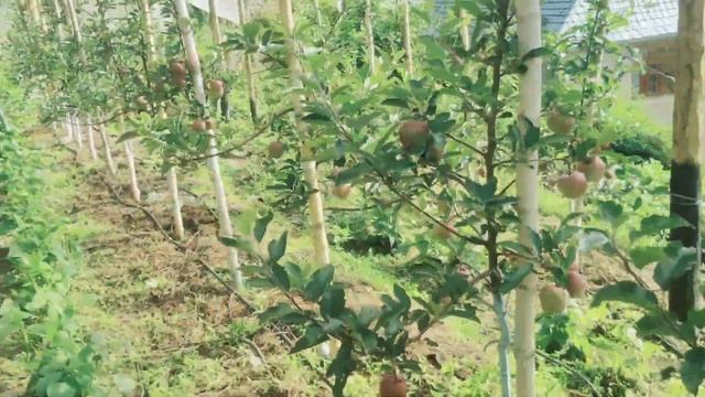 M9 Schnico Red ,King root,Z1 ,T-rex Gala Groth ,Fruite Update смотреть онлайн