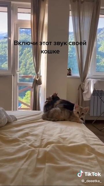 Кошки бегут на этот звук смотреть онлайн