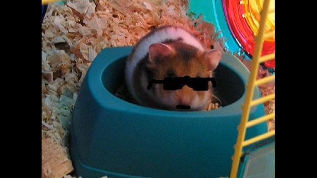The Rappin' Hamster - Smack That (2) смотреть онлайн