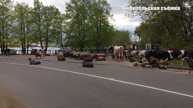 Рогатое путешествие смотреть онлайн