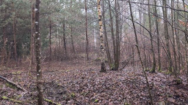 Загонная охота без оружия. Шумовой прогон.