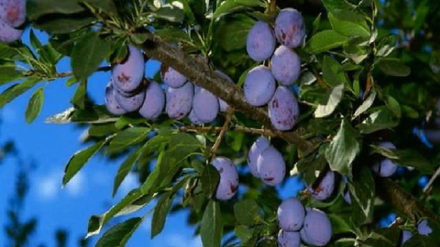 Мелодия передаёт качества Плодоносящего Древа в силе своей проявленности... #когдапоётдуша смотреть онлайн