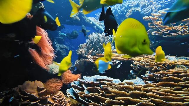 15 Minute Super Deep relaxing Underwater World - Relaxation Video for your mental health смотреть онлайн