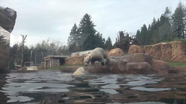Polar Bear Nora Meets Her Half-Sister Amelia Gray смотреть онлайн